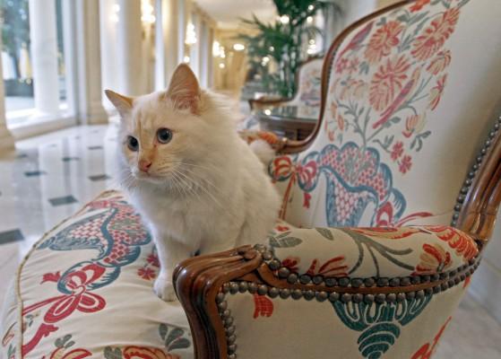 En persisk katt. Forskare har upptäckt att en genomsnittlig huskatt gör ungefär fyra lapningar per sekund. (Foto: Francois Guillot/AFP)