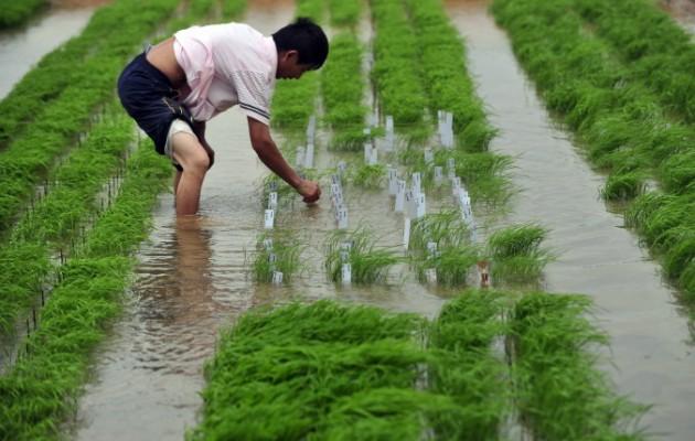 En kinesisk forskare kontrollerar två stammar av genmodifierat ris som godkänts för fältförsök, på en gård i Wuhan i Kina den 11 juni 2011. (Foto: STR/AFP/Getty Images)
