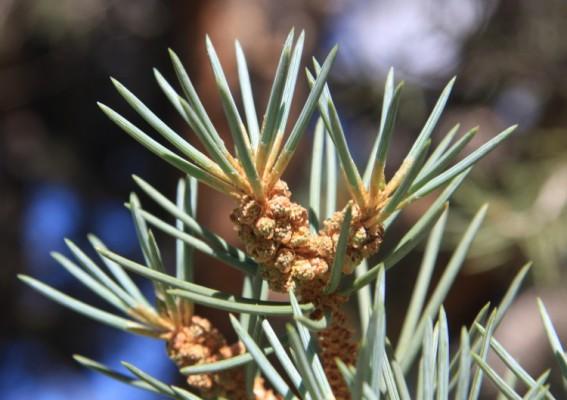 Enligt en ny studie har mänskligt buller spridningseffekter på växter som tallen Pinus edulis, eftersom de djur som normalt sprider deras frön tenderar att undvika bullriga platser. (Dcrjsr/Wikimedia Commons)