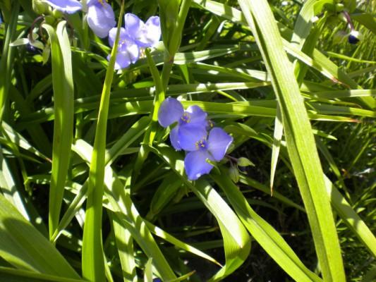 I brist på en linnea (Linnaea borealis) blir det en tremastarblomma (Tradescantia x andersoniana) som fanns i kålgården. (Foton: Barbro Plogander / Epoch Times)
