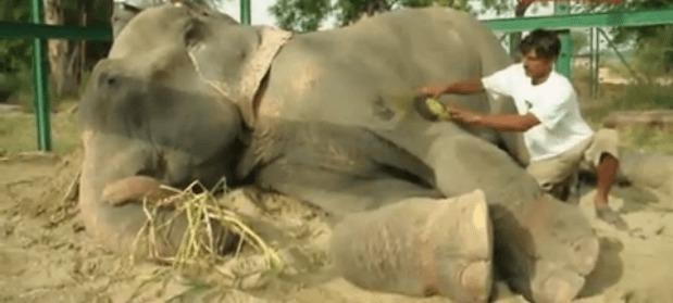 Skärmdump från YouTube på Raju och hans räddare från Wildlife SOS.