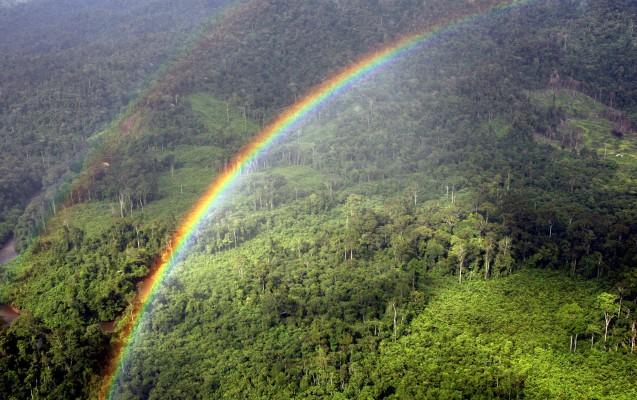 En regnbåge lyser upp Ulu Barams regnskog i Miriområdet, i Sarawak, östra Borneo i Malaysien den 13 december. (Foto: AFP)
