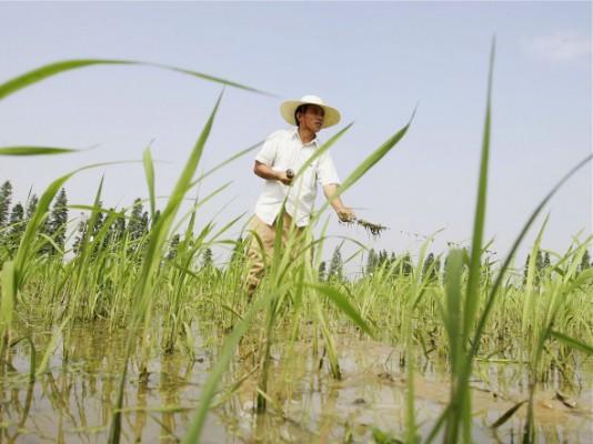Kinesiska bönder på ett fält med hybridris, 20 juni 2006 i Changsha, Hunanprovinsen. Kinesisk media har nyligen varit fylld av rubriker om ett amerikanskt universitet som experimenterat med genetiskt modifierat ris på kinesiska barn.  (Foto: Guang Niu/Getty Images)
