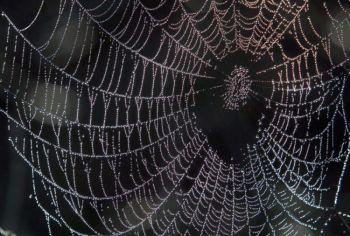 Vattendroppar lyser upp ett spindelnät. Tråden som forskare skapade av spindelns silkestråd blev tre gånger starkare genom att man blandade i små mängder av metall. (Foto: Stan Honda/AFP/Getty Images)