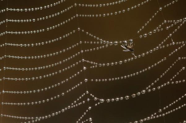 Ett knott omgiven av vattendroppar på ett spindelnät den 16 september 2014 i London. (Dan Kitwood/Getty Images)
