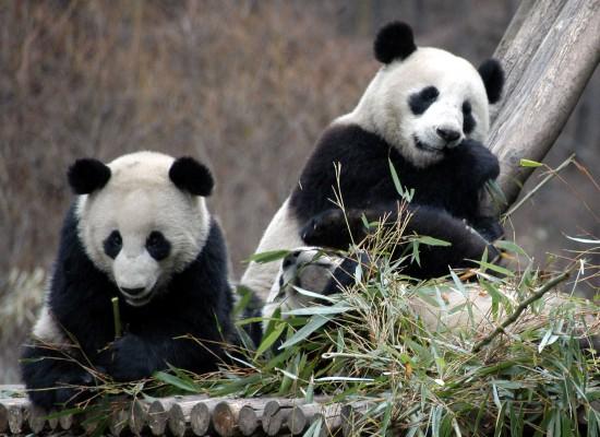 Två pandor leker i naturreservatet på Wolong forskningscenter för jättepandor i sydvästra Sechuan-provinsen. Internationella nalle-dagen är idag den 27 oktober. Nu ses en bättre framtid för den svart-vita pandabjörnen. (Foto:AFP/Getty Images)
