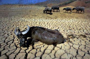En vattenbuffel i en uttorkad damm i Shilin-häradet i Yunnanprovinsen. (Foto: Getty Images)