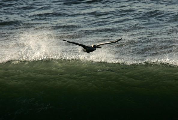 En brun pelikan flyger längs San Franciscos strandkant. (Foto: Justin Sullivan/Getty Images/AFP)