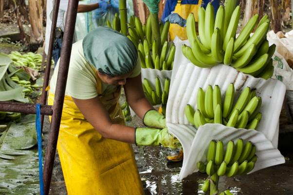 Bananodlare i Ghana har fått det bättre tack vare Fairtrade. Foto: Andreas Carrillo El Guabo