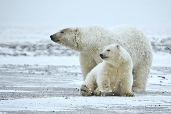 Isbjörnarna har mer och mer påverkats av klimatförändringar. Deras livsmiljö har minskat och höjning av temperaturen har fått deras immunsystem att bli oförmögen att anpassa sig till ändringarna. (Med tillstånd av Alan Wilson)