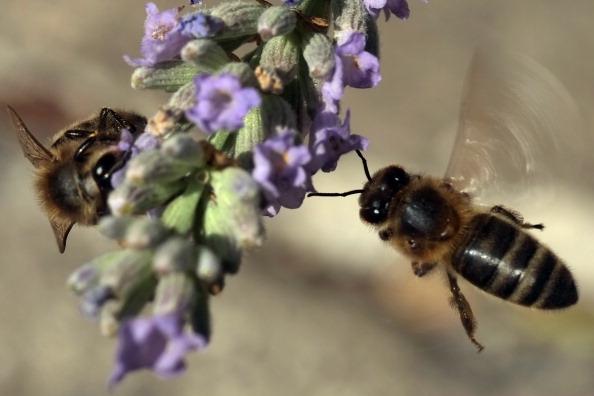 Bin samlar nektar från lavendelblommor. I biakupunktur använder man levande bin för att överföra giftet till patienten. Bina som dör efter sticket. (Foto: Boris Horvat/AFP/Getty Images)