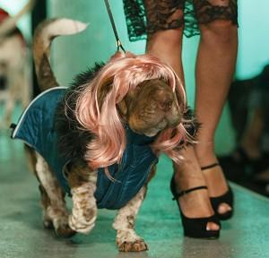 En hund i designerplagiat vid husdjurens modevecka i New York i augusti (Timothy A. Clary/AFP/Getty Images) 