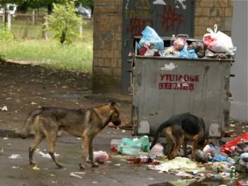 Innan Ukraina stod som värd för fotbolls-EM 2012 fanns mellan 20 000 och 200 000 herrelösa hundar i Kiev men nu finns det bara ungefär 2000 kvar. Djurskyddsorganisationer är oroliga för hur man gick till väga för att minska antalet hundar så drastiskt. (Foto: Yuriy Petyuk/The Epoch Times)