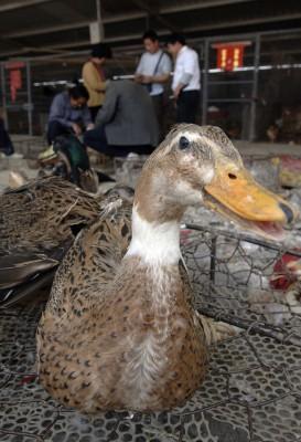 En kvinna i Peking dog av fågelinfluensa efter att ha köpt nio ankor på en lokal marknad. (Foto: Getty Images)