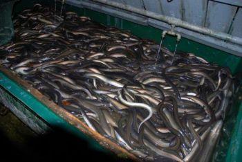Dr Kim Aarestrup och hans kollegor sökte bland mer än 100 000 levande ålar som fångats av irländska fiskare för att finna 22 stora ålar som kunde märkas. (Foto: Kim Aarestrup/DTU Aqua)