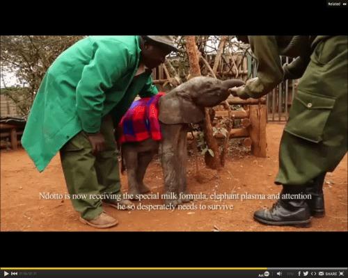 Babyelefant Ndotto tas hand om av vårdarna. (Skärmdump Epoch video)