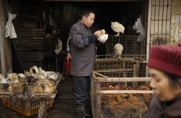 Det är människans hantering och handel av fjäderfän som ligger bakom fågelinfluensavirusets spridning, anser Juan Lubroth, chefsveterinär vid FAO. På bilden ser vi en försäljare av fjäderfän i sin butik i Sichuan, Kina 2008. (Foto: AFP/Peter Parks)