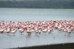 Mindre flamingoer ses ofta flockas längs stranden till sjön Bogoria i Kenya. Flamingoerna lider av undernäring på grund av låg halt av en slags alg, som är den huvudsakliga födan för flamingoer, till följd av mycket regn nyligen. (Foto: Earthwatch)