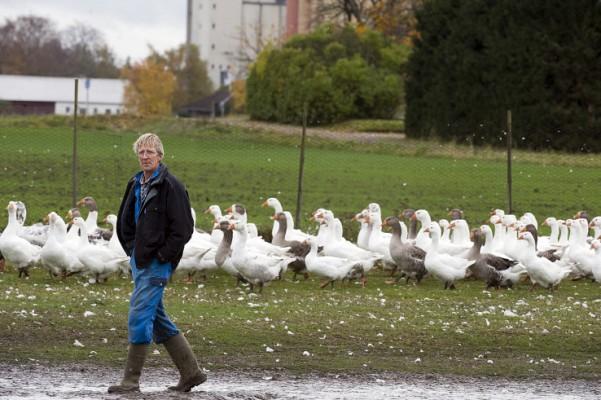 Klas Tornberger promenerar förbi sina gäss den 21 oktober. (Foto: Björn Larsson Rossvall/AFP)