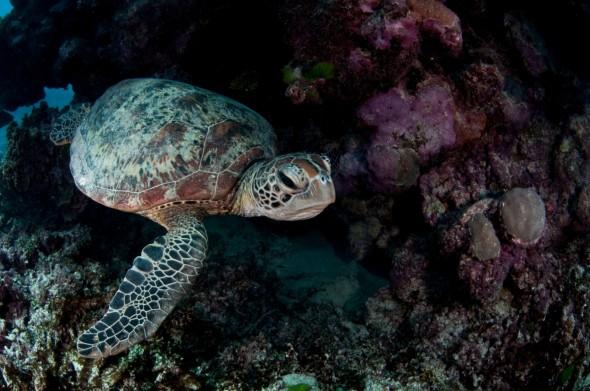 Australiska vatten är hemvist för sex av de sju kända arterna av havssköldpaddor, som denna gröna havssköldpadda. (Foto: Ed Roberts)