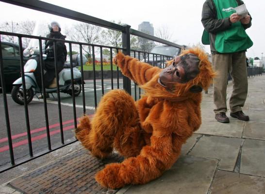 Greenpeaceaktivist utklädd till orangutang på en liknande demonstration utanför Unilevers kontor i London för ett år sedan, 21 april 2008. Greenpeace motsätter sig de expanderande palmoljeplantagen i Indonesien, vilka de menar orsakar miljökatastrofer. Under 2006 dog minst 1500 orangutanger i Indonesien. De flesta dödades godtyckligt av byinvånare efter att ha ätit utsådd, och områdena där de levde har försvunnit till förmån för palmoljeplantagen. (AFP /Alessandro Abbonizio)
