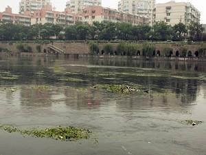 Förorenat vatten och vattenlevande växter i Qinhuaifloden den 4 juli i Nanjing, Kina. De lokala myndigheterna säger att vattenförsörjningen för 200 000 personer i länet Shuyang i Jiangsuprovinsen stoppades i över 40 timmar efter att en flod i området förgiftats av ammoniak och kväve. (Foto: China Photos/ Getty Images)
