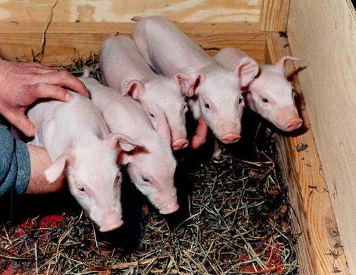 Världens första klonade grisar föddes i mars 2000 i USA. Syftet var då inte att ha dem till mat, utan dessa griskultingars organ skulle användas till mänskliga transplantationer. (Foto: AFP)