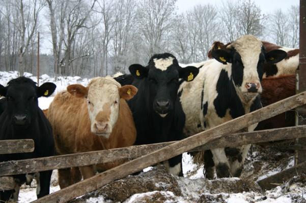 Analet kor för köttproduktion ökade under medelveckan med 17 stycken. På bilden syns några på en Krav-märkt gård någonstans i Sverige. (Foto: José Barrios Lancellotti) 