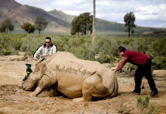 En svårt skadad vit noshörning ligger på marken efter att tjuvskyttar sågat av dess horn på Aquilas viltreservat vid floden Touws, cirka 160 kilometer norr om Kapstaden, Sydafrika, den 22 augusti, 2011. (Foto: Rodger Bosch / AFP / Getty Images)