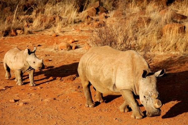 En svart avhornad noshörning med sin kalv på ett reservat i Sydafrika den 3 augusti. Dess horn har förmodligen tagits bort för att skydda den från att dödas av tjuvskyttar som är ute efter de värdefulla hornen. (Foto: Stephane De Sakutin/AFP/Getty Images)