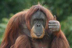 Forskarna har upptäckt att orangutanger använder en form av charader för att kommunicera. (Foto: St. Andrews University)