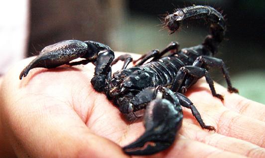 Tulsidas ville inte ge upp sin goda natur bara för att skorpionen var annorlunda. (Foto: AFP)