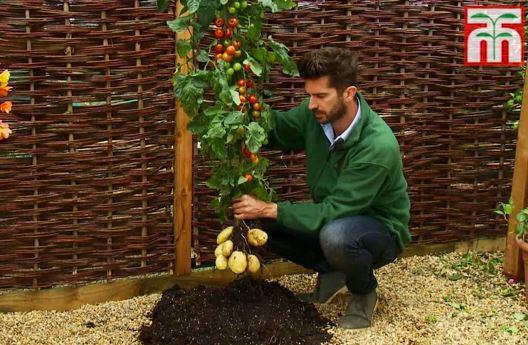 TomTato är en hybrid mellan potatis- och tomatplantor. (Skärmdump / YouTube)
