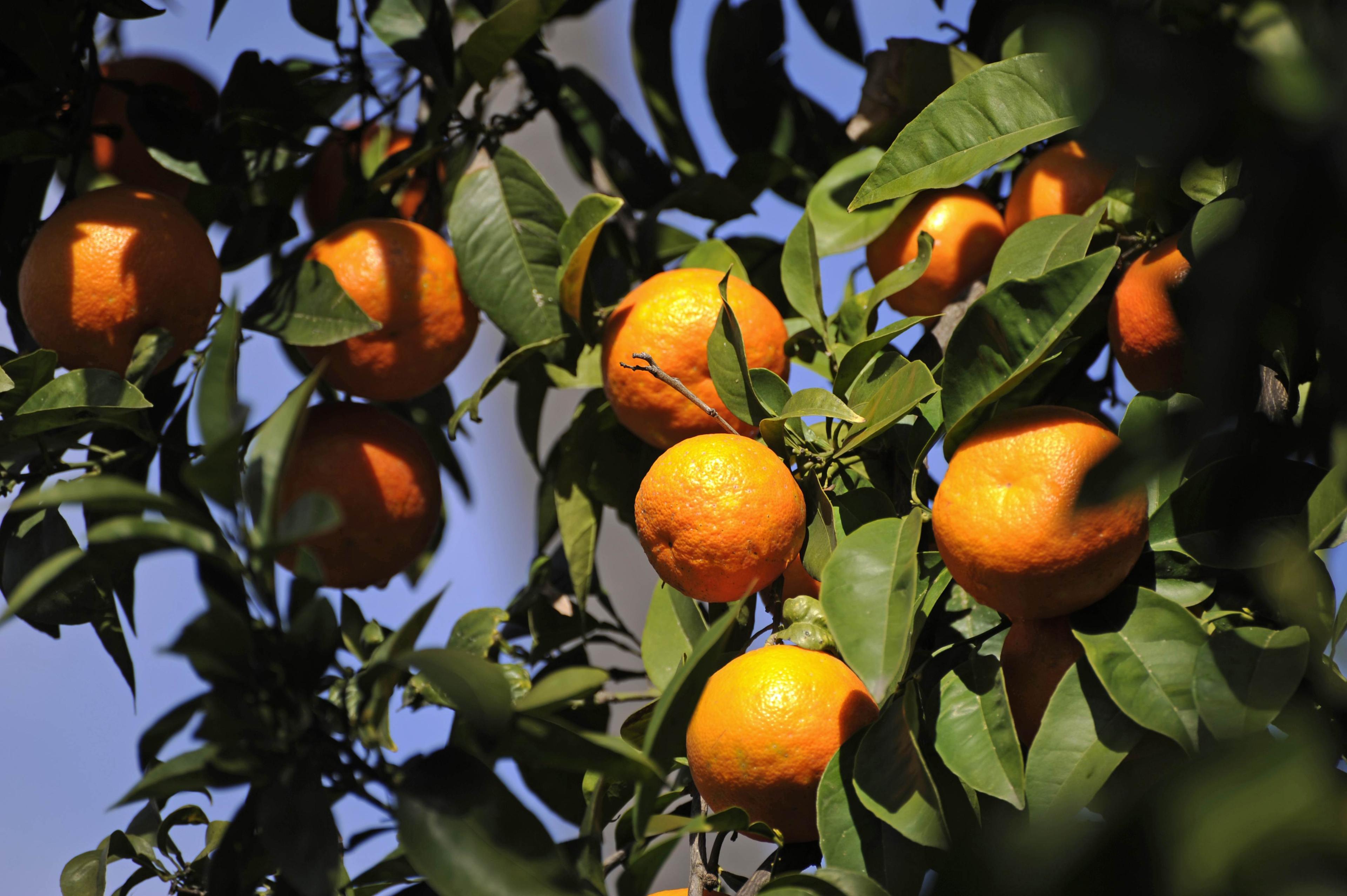 Att äta 16 kilo apelsiner (6 gram C-vitamin) skulle kunna minska din förkylning med en halv dag, men påverkar dina njurar hårt och ökar risken att få njursten, eller gråstarr. (Foto: Odd Andersen/AFP/Getty Images)