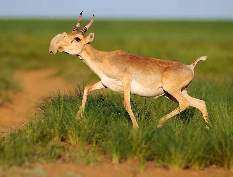 Saigaantilop är den enda antilopart som förekommer naturligt i Europa.  (Foto: Seilov via Wikimedia)