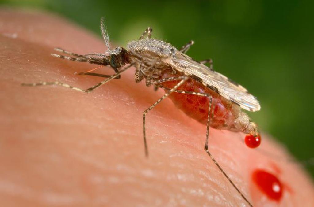Forskare försöker sedan länge genmodifiera myggor för att begränsa malarian. Nu presenterar forskare i Storbritannien en metod att sterilisera en art. (Foto: James Gathany /AP/TT-arkivbild)