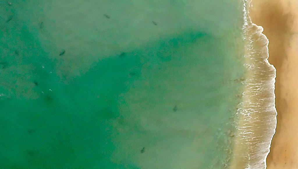 
Varje vinter simmar hajarna längs med Floridas kust på väg mot varmare breddgrader. (Foto: Juliio Cortez / AP/ TT-arkivbild)