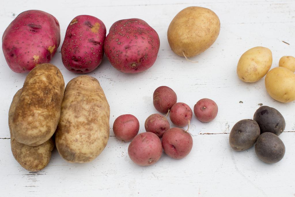 Vilka potatisar klarar testerna för att kunna odlas på Mars? Det är den frågan Nasas forskare i Peru ställer sig. (Arkivbild. Matthew Mead/AP/TT)
