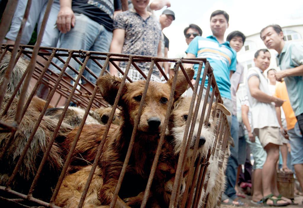 Hundar hålls i en bur under hundköttsfestivalen i Yulin i södra Kina förra året. (Foto: AP/TT-arkivbild)