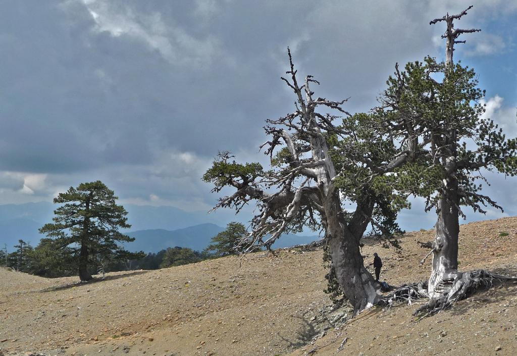 Torkkänsliga tusenåriga träd från bergen i Grekland. (Foto: Nature)