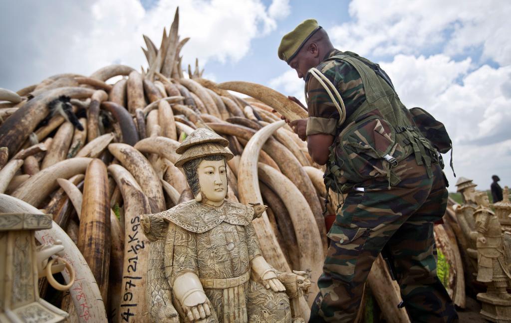 En kase bestående av elfenben förbereds i Kenya, där afrikanska ledare träffas för att diskutera problematiken med tjuvjakt. (Foto: Ben Curtis/AP/TT)