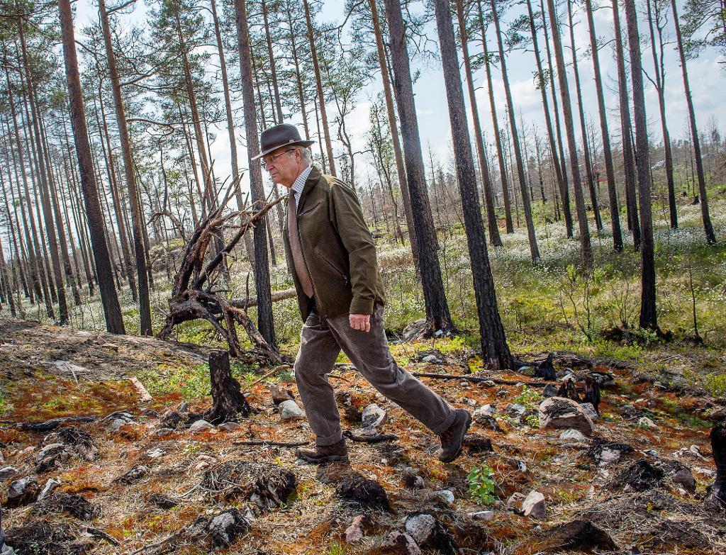 Kung Carl XVI Gustaf besökte nyligen, tillsammans med Världsnaturfonden, brandskogsområdet från 2014 i Västmanland. Branden var den största skogsbranden i Sverige i nutid med nästan 14 000 hektar drabbad skog och ungefär 25 nedbrunna eller brandskadade byggnader. (Foto: Jonas Ekströmer /TT)