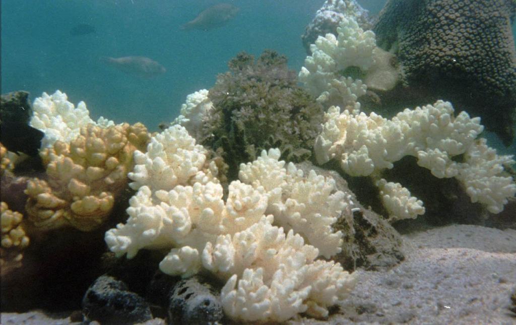 Korallreven i Thailand bleks av allt varmare havstemperaturer och skadas av hårt tryck från turister. (Foto: Narumol Kornkanitnon /AP/TT-arkivbild)