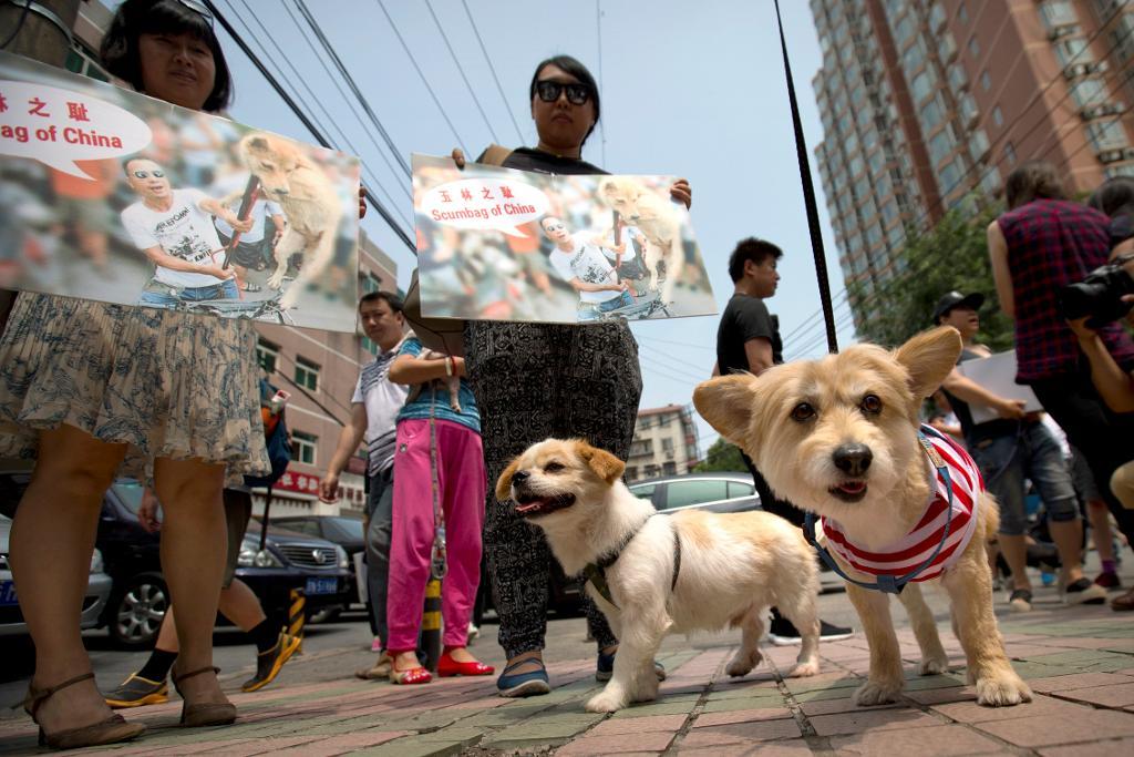 Djurrättsaktivister i Peking protesterar mot hundköttsfestivalen i Yulin. (Foto: Mark Schiefelbein /AP/TT-arkivbild)