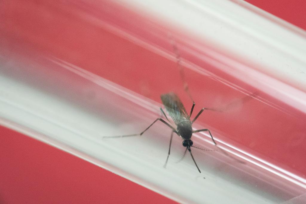 Det myggburna zikaviruset sprids explosionsartat i Syd- och Mellanamerika. (Foto: Felipe Dana/AP/TT)