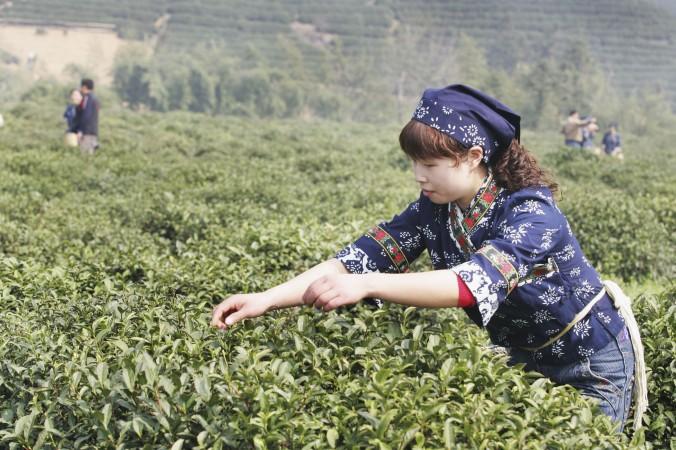 Kinesiska migranter arbetar både i de växande städerna och på landsbygden – och utgör en tredjedel av Kinas totala arbetskraft. Här en teplockare i Zhejiang-provinsen. (Foto: China Photos/Getty Images)