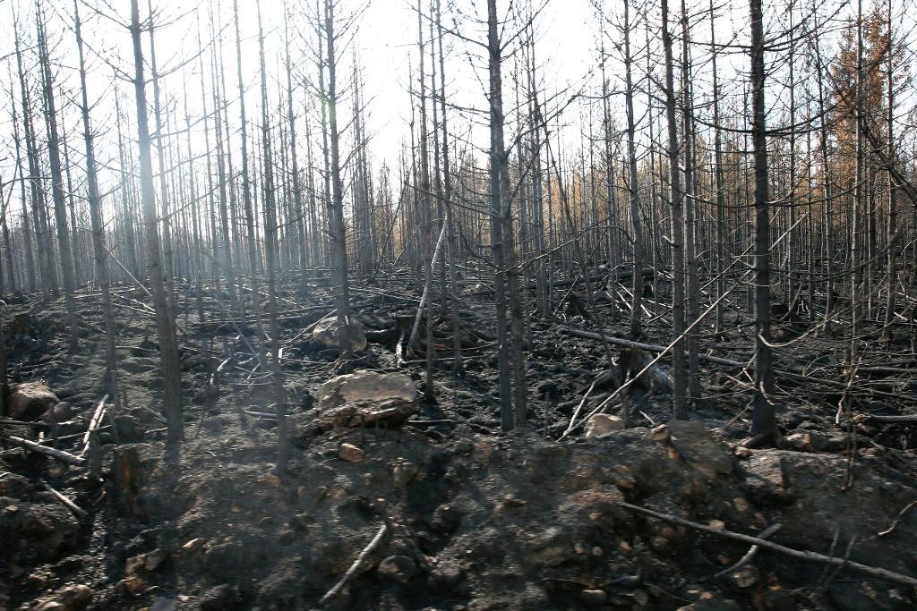 Skogsbranden i Västmanland 2014 var den största i Sverige sedan i vart fall 1950-talet. (Foto: Fredrik Persson / TT)