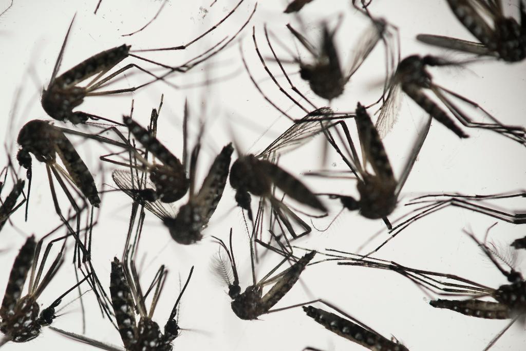 Nu ska myggen i Övertorneå jagas. (Foto: Felipe Dana /AP/TT-arkivbild)