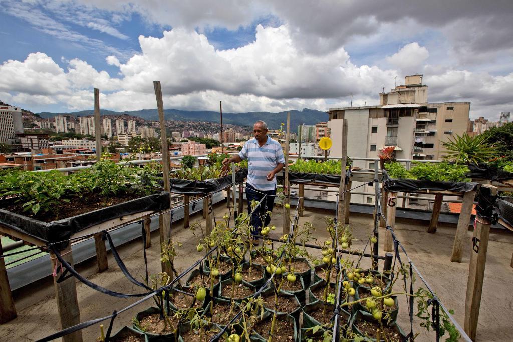 Francisco Salazar tittar till sina odlingar på taket i Caracas, Venezuela. (Foto: Fernando Llano /AP/TT)
