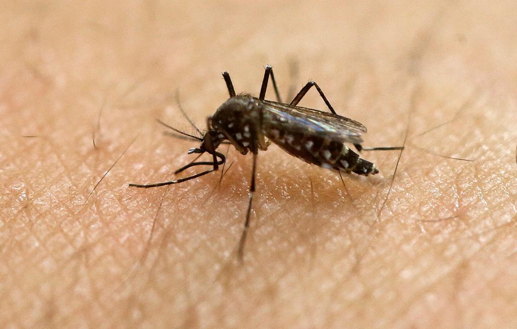 Zikavirus sprids framför allt av myggor och i sällsynta fall genom sex. Nu har viruset i hittats levande i sperman hos en man efter över tre månader. Arkivbild. (Foto: Andre Penner/AP/TT)